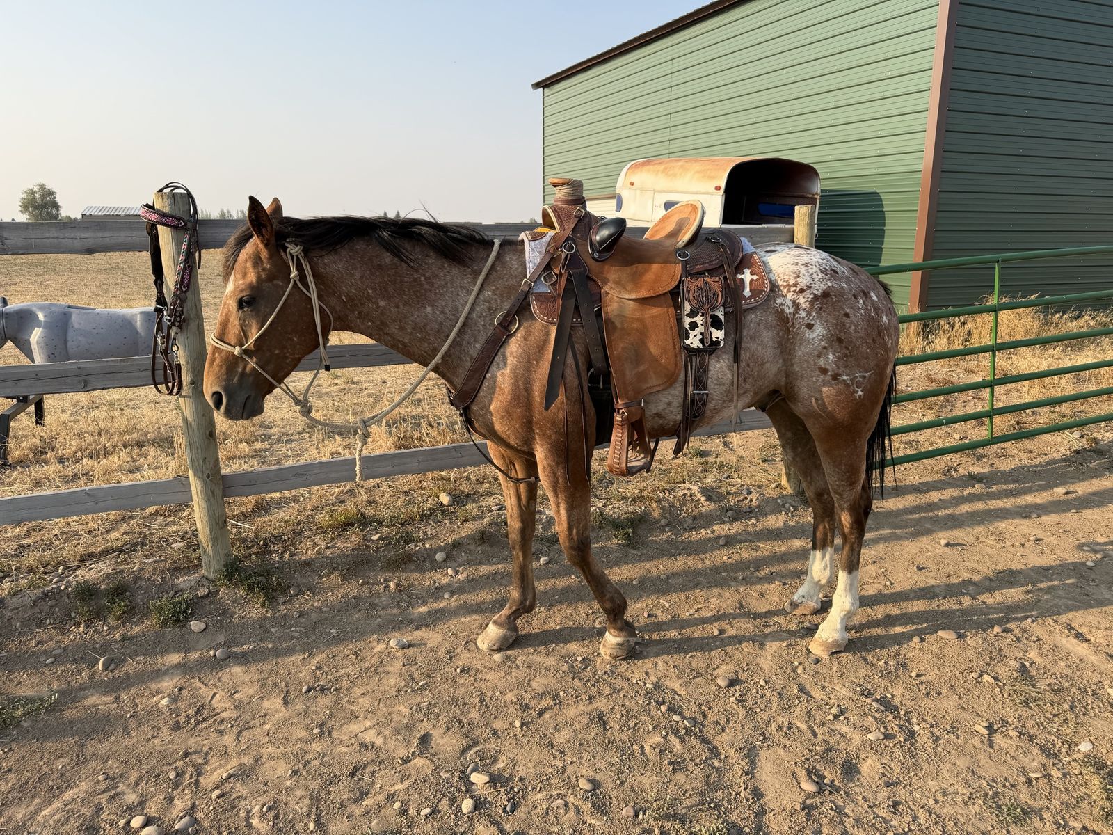 6 YEAR OLD APPALOOSA × QUARTER HORSE GELDING