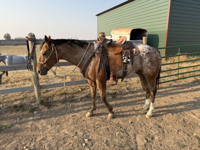 6 YEAR OLD APPALOOSA × QUARTER HORSE GELDING