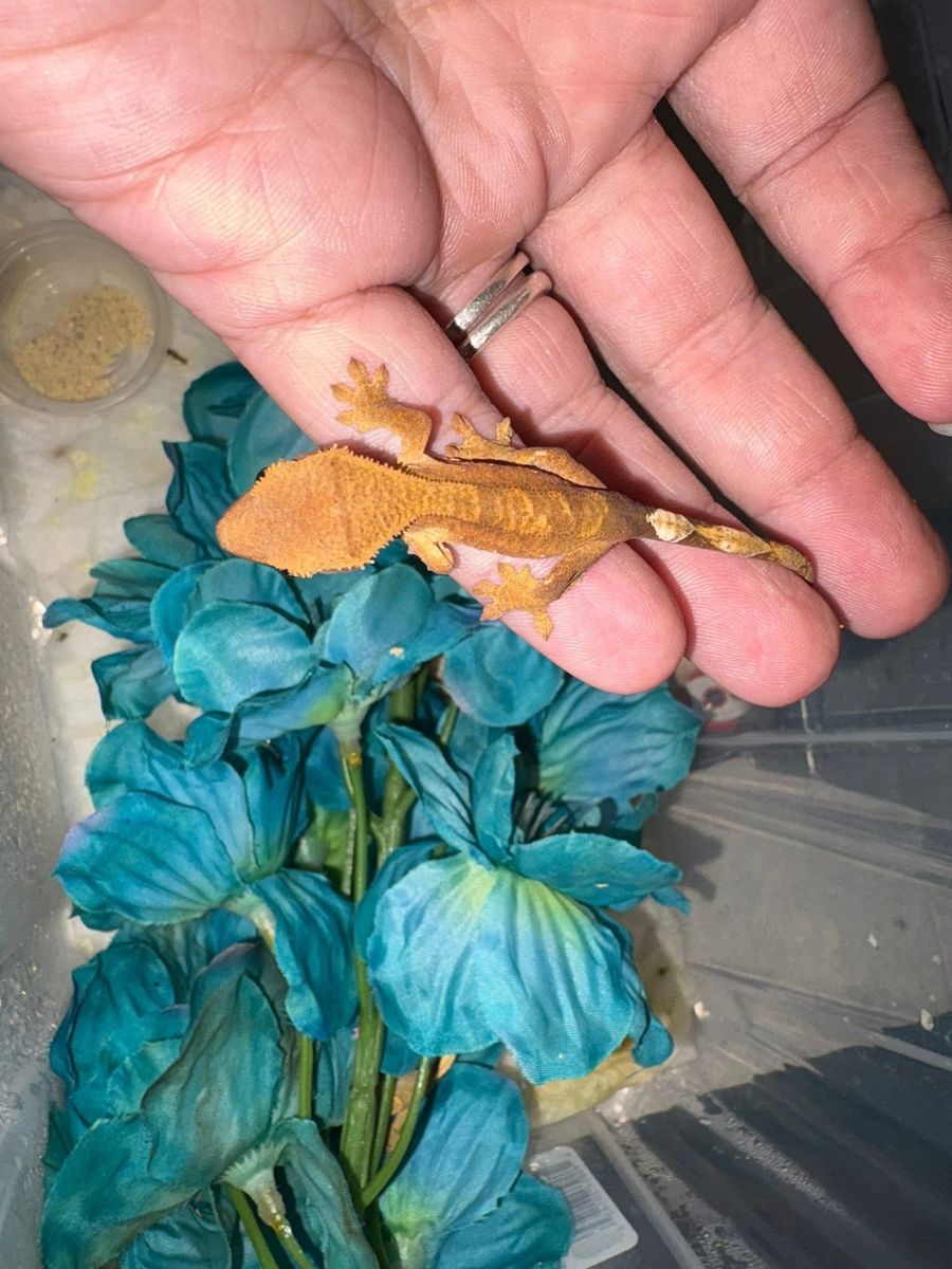 Crested geckos sale
