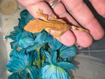 Crested geckos sale