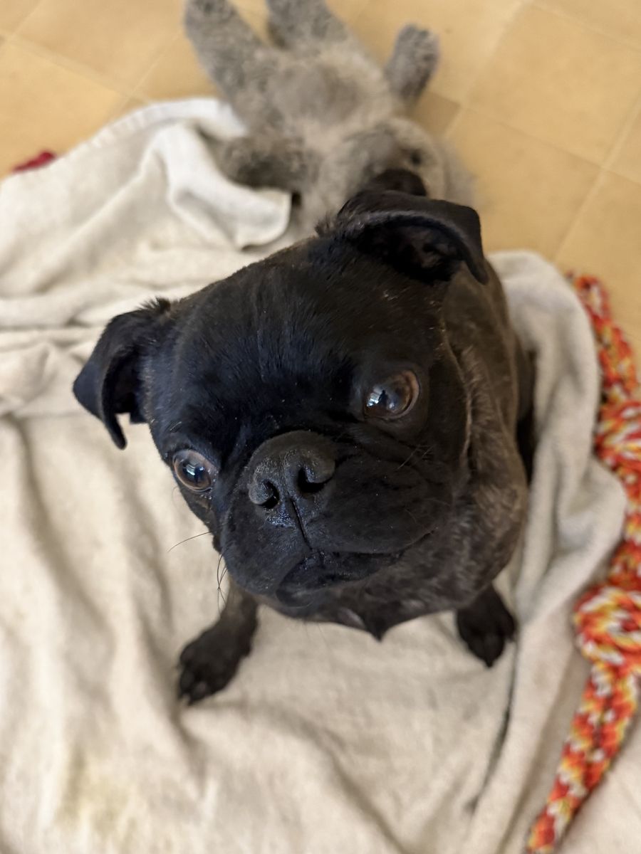 Adorable 9-Month-Old Purebred Pug Looking for His Forever Home