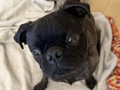 Adorable 9-Month-Old Purebred Pug Looking for His Forever Home