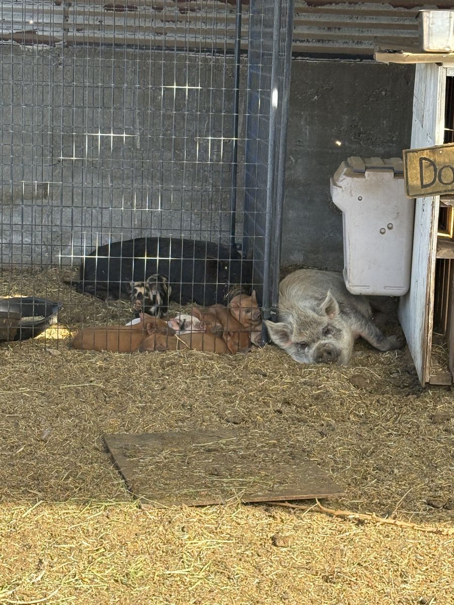 Boar pot belly/kune kune