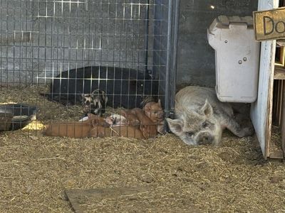 Boar pot belly/kune kune