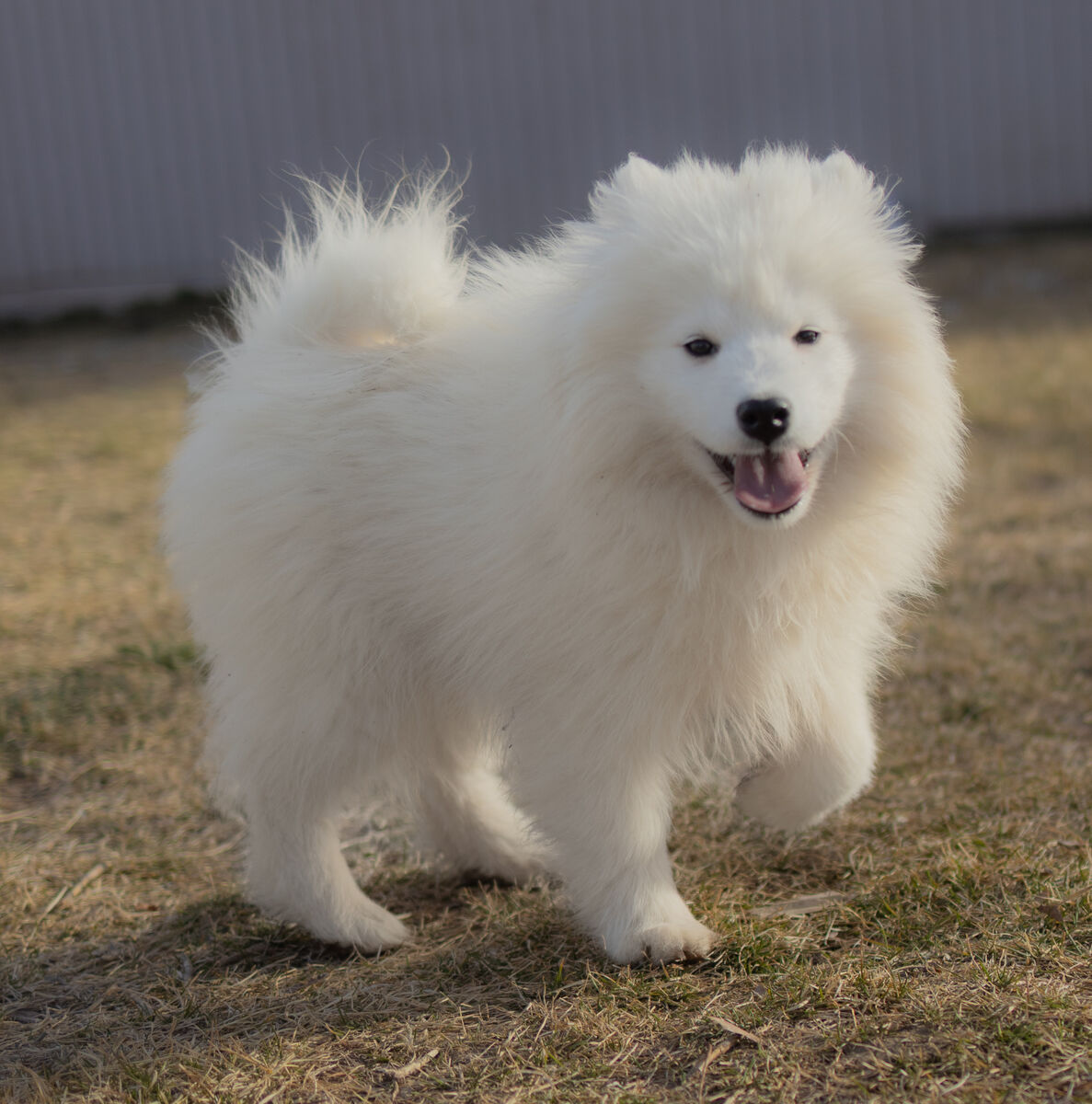 AKC Samoyed Puppies- 1 female Left