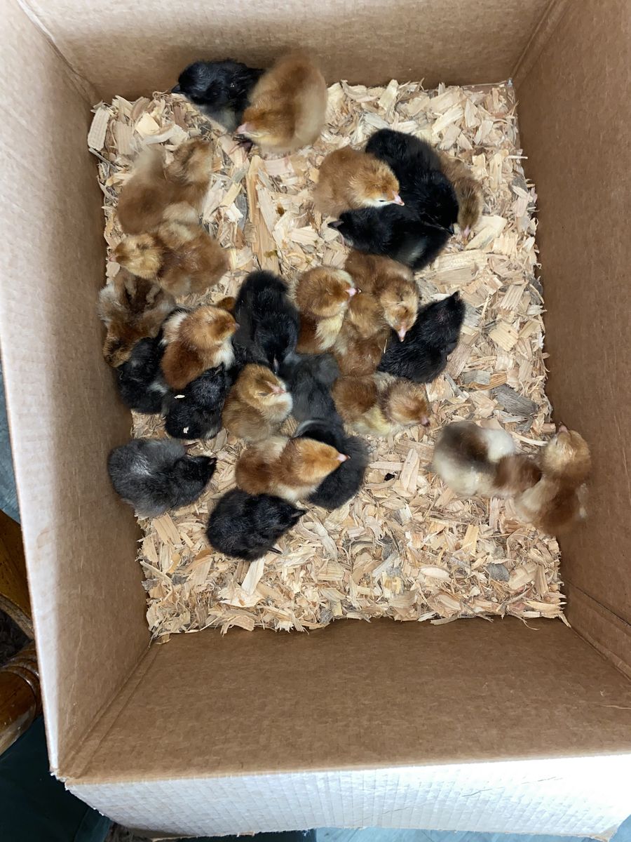 Chicks just hatched and ready to go