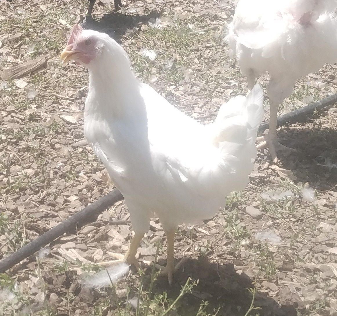 WHITE LEGHORN Hen Chickens 4 months old for Sale