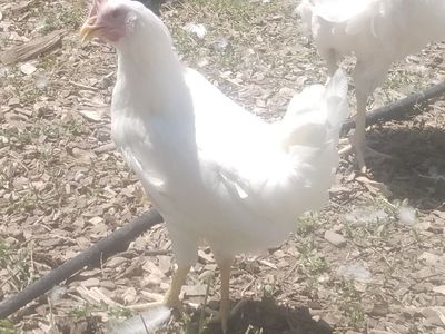 WHITE LEGHORN Hen Chickens 4 months old for Sale