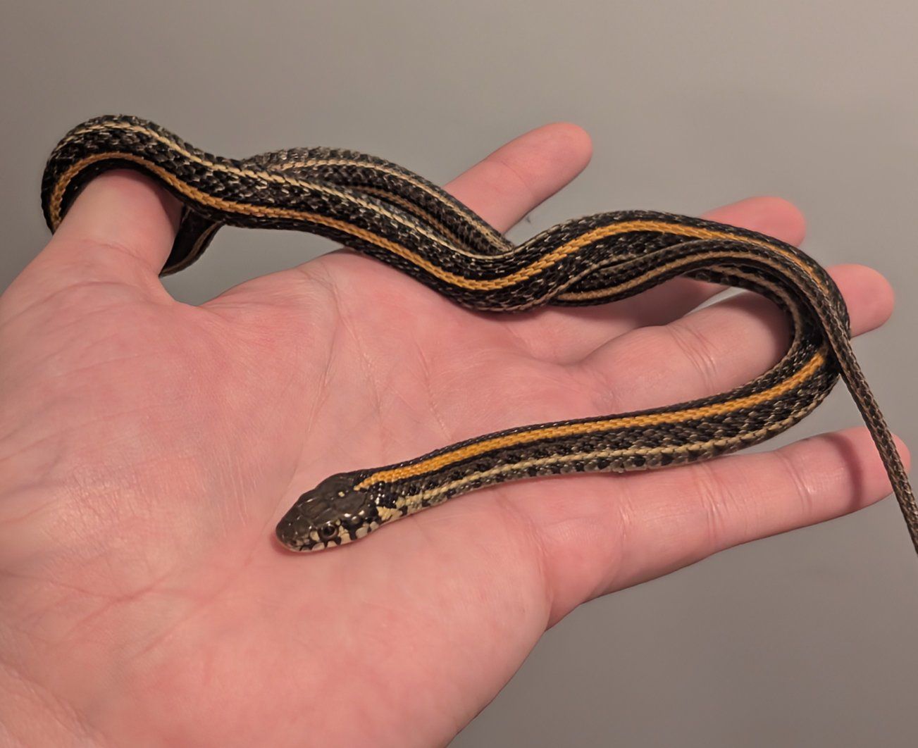 male plains garter