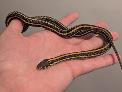 male plains garter