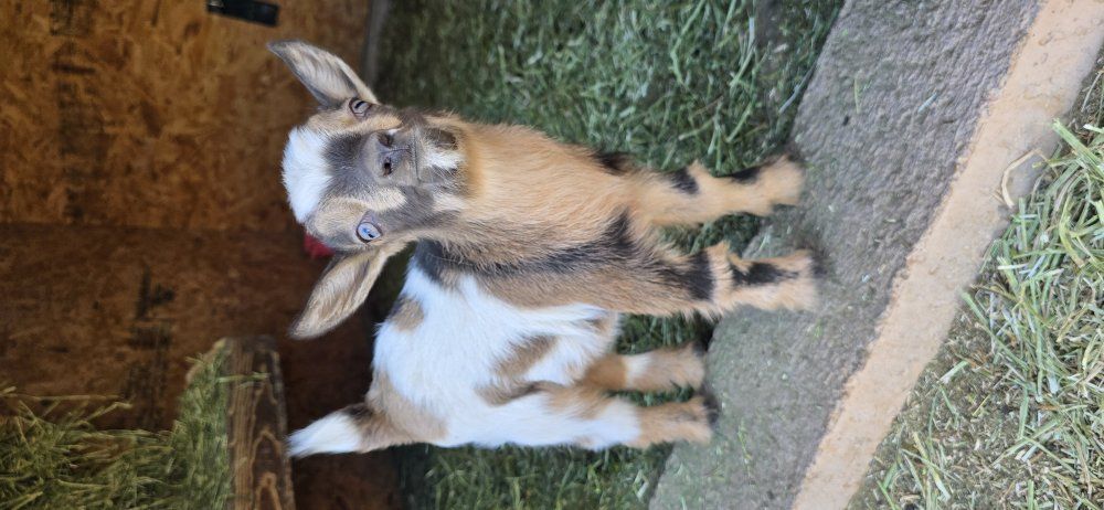 ADGA Nigerian dwarf bucklings