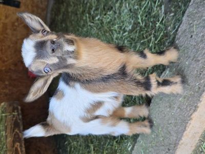 ADGA Nigerian dwarf bucklings