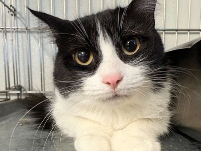 Hello my name is Maka