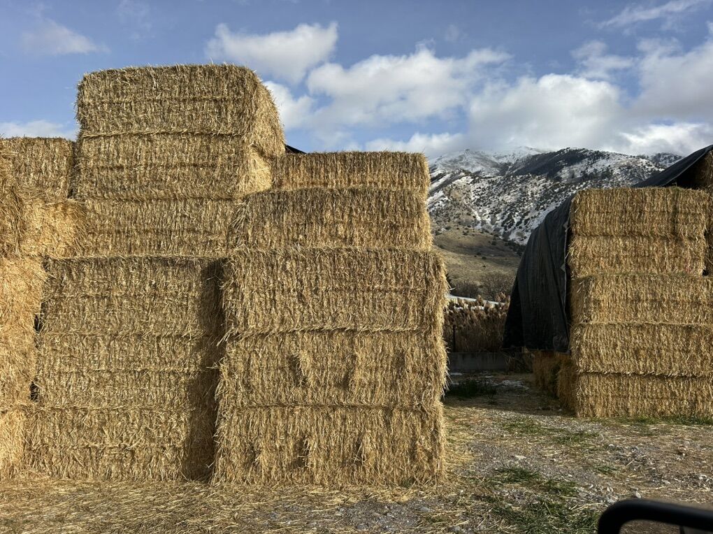 3x4 Straw Bales