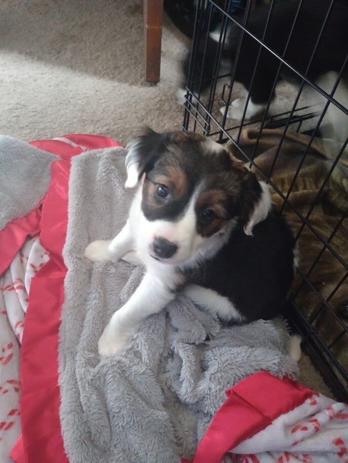 6 Crazy Mix Puppies.!!