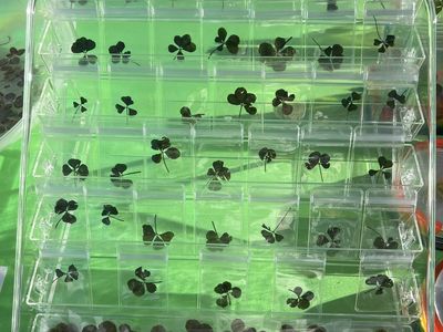 Handpicked Lucky 4-Leaf Clover Charm Gifts