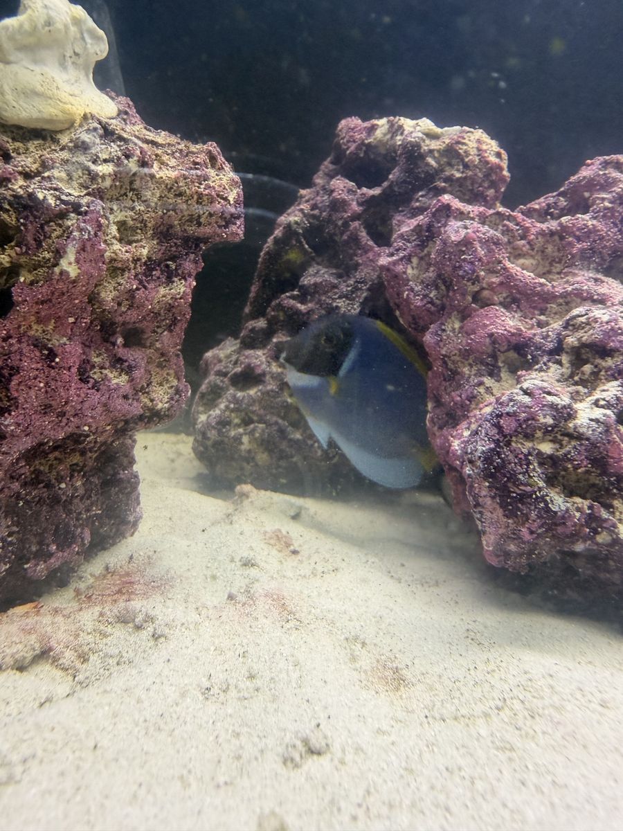 Powder Blue Tang