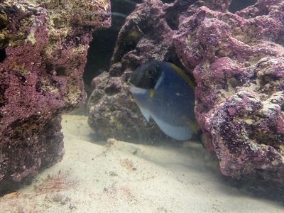 Powder Blue Tang