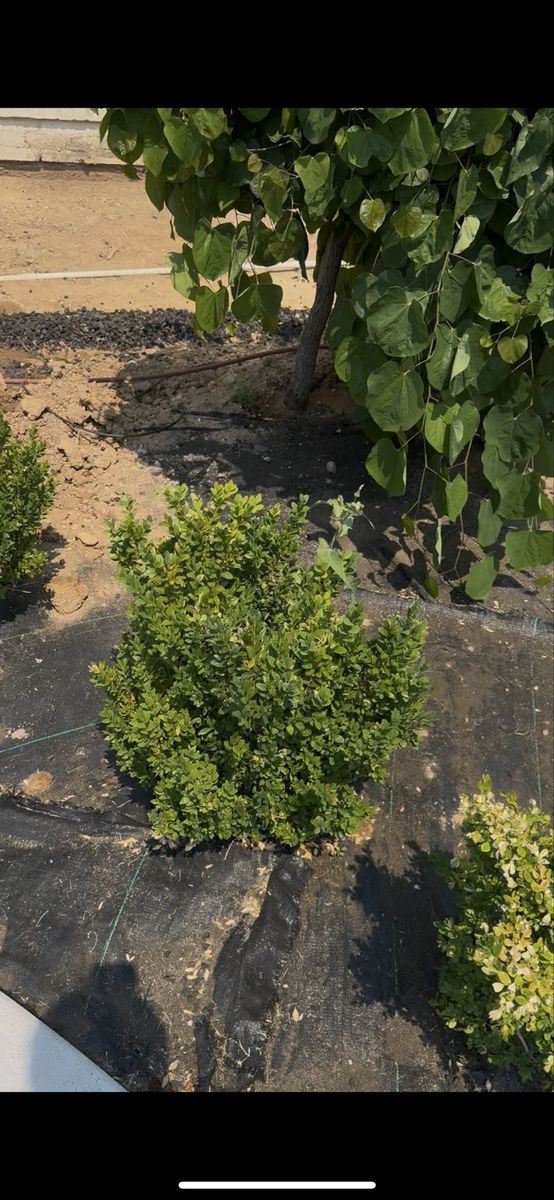 Box wood plants