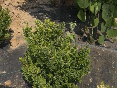 Box wood plants