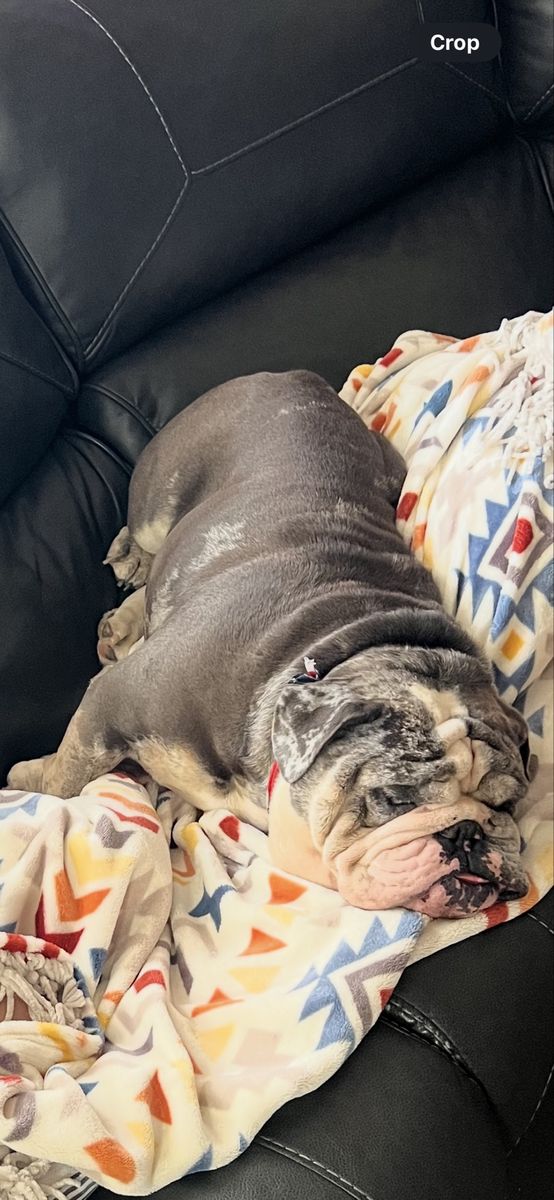 ENGLISH BULLDOG STUD