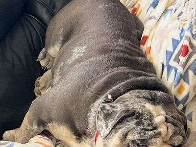 ENGLISH BULLDOG STUD