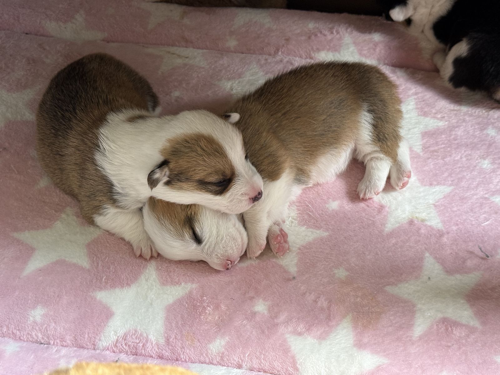 AKC Pembroke Welsh Corgi Puppies - 4 Females, 3 Males