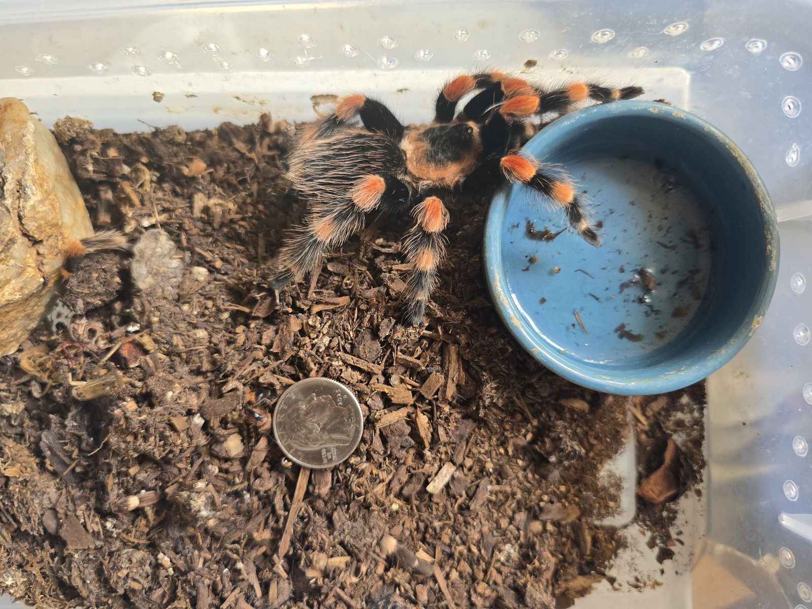 tarantulas for sale.