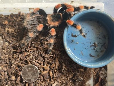 tarantulas for sale.