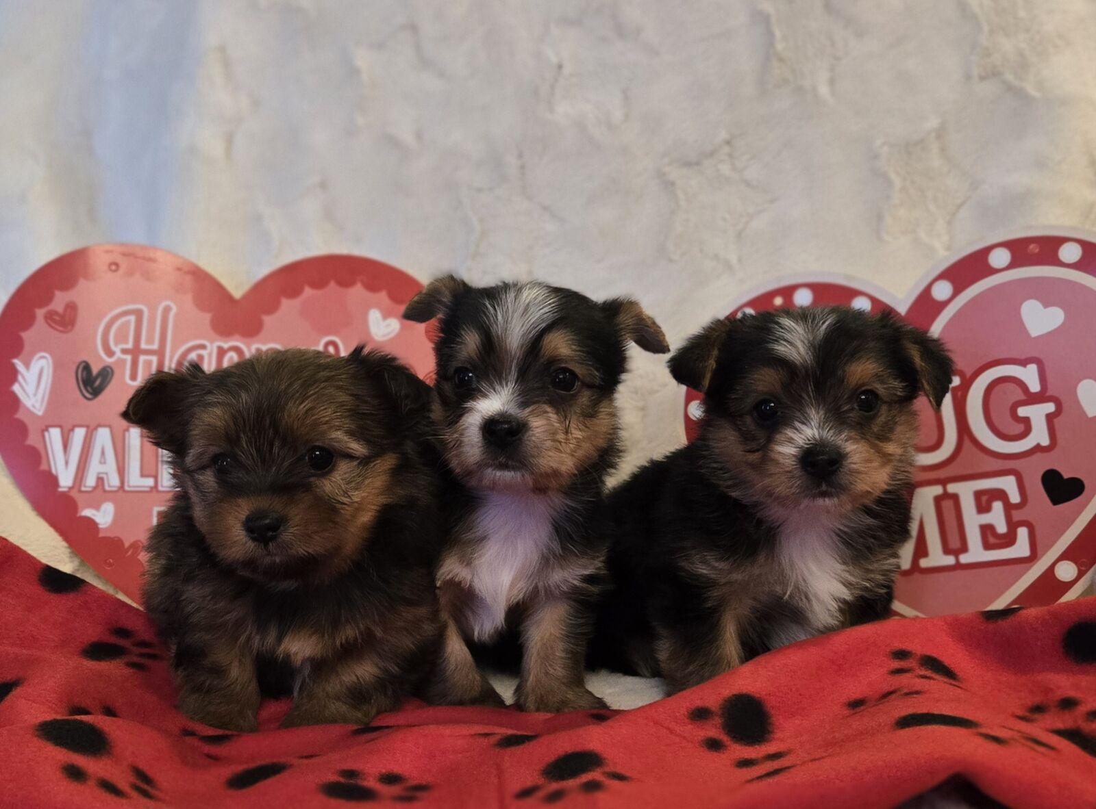 Adorable Valentines Yorkies