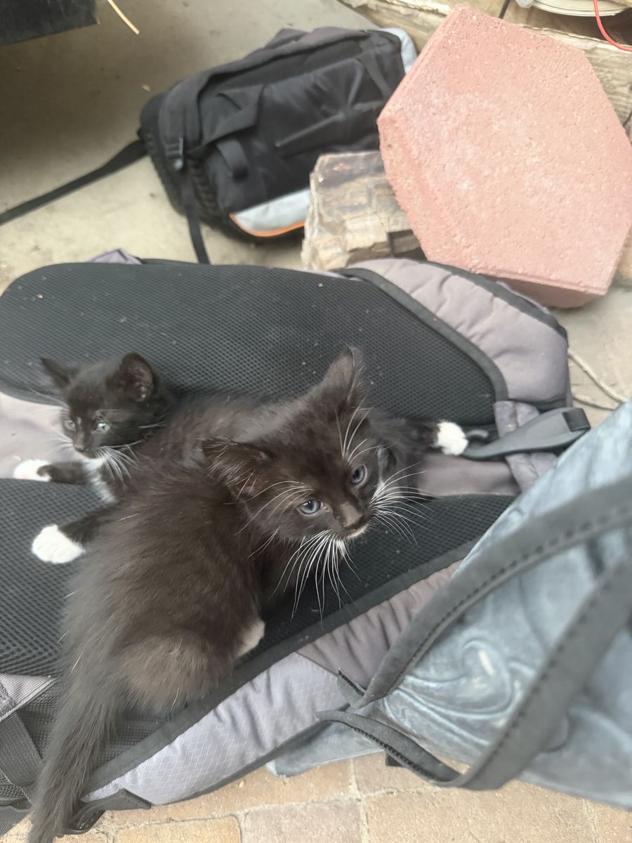 Adorable Black Kittens Seeking Forever Homes - Playful and Affectionate free