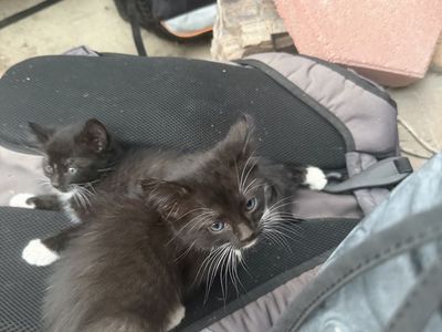 Adorable Black Kittens Seeking Forever Homes - Playful and Affectionate free