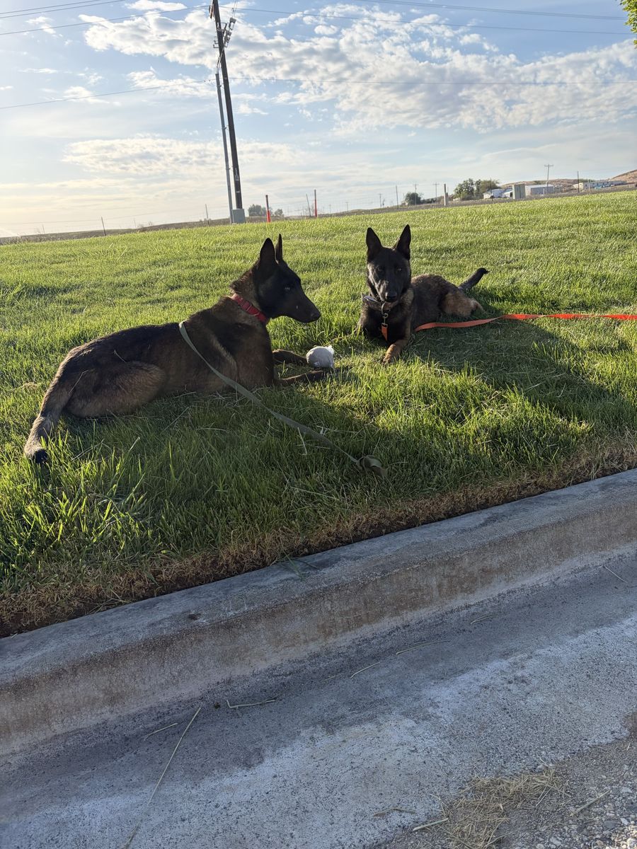 Belgium Malinois