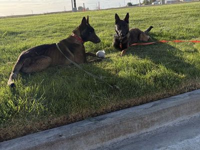 Belgium Malinois