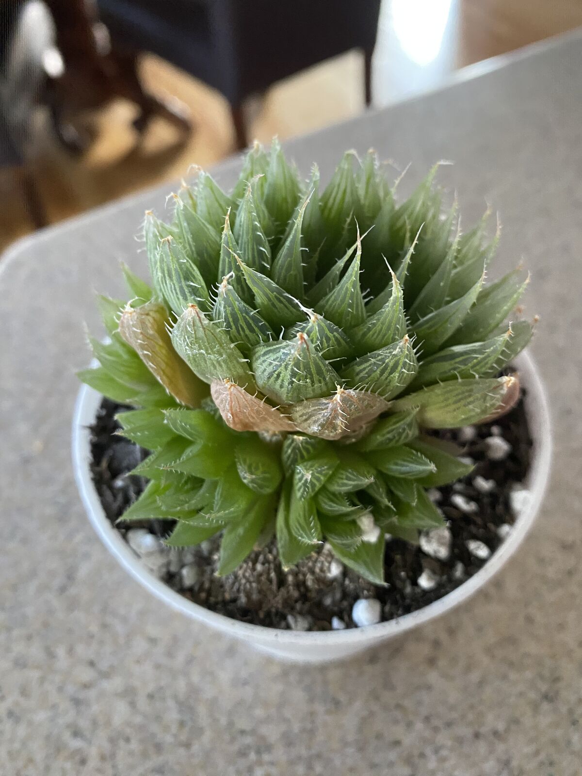Real succulents Haworthia in white planter