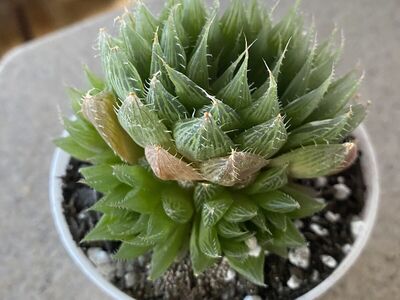 Real succulents Haworthia in white planter