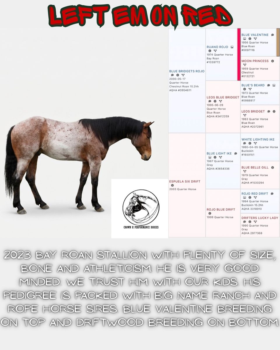 2026 Breed to Blue Valentine/Driftwood Stallion