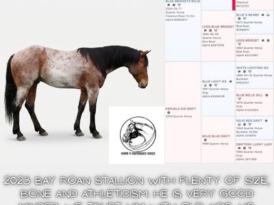 2026 Breed to Blue Valentine/Driftwood Stallion