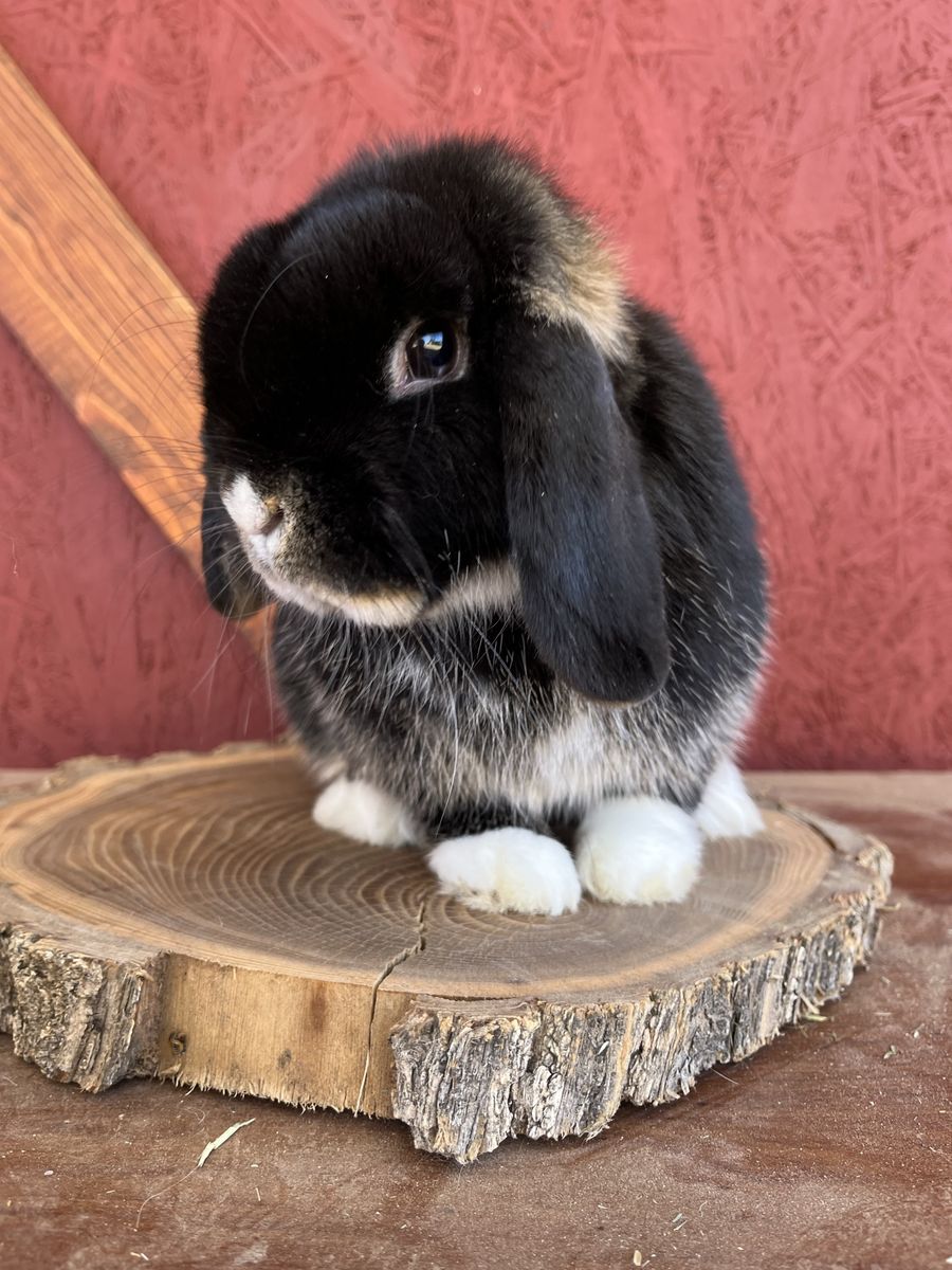 ISO pedigree holland lop