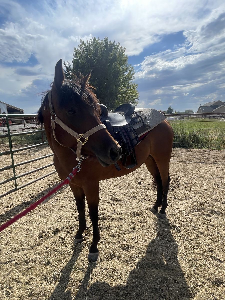3 year old qh mare
