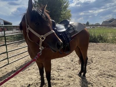 3 year old qh mare
