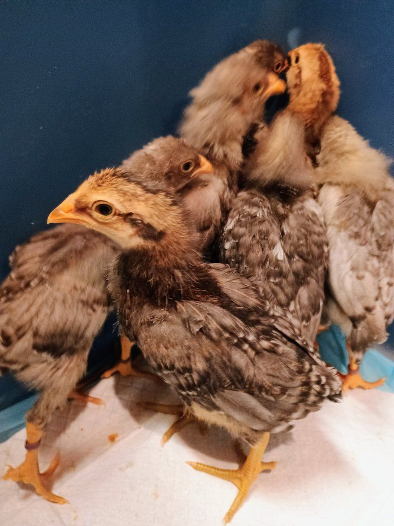 Easter Egger/ barnyard mix Chicks. 2 weeks old