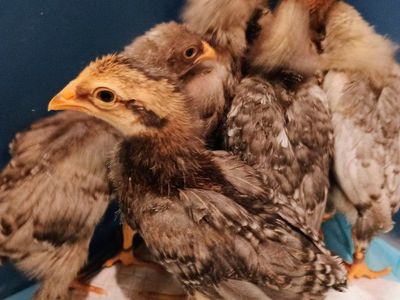 Easter Egger/ barnyard mix Chicks. 2 weeks old
