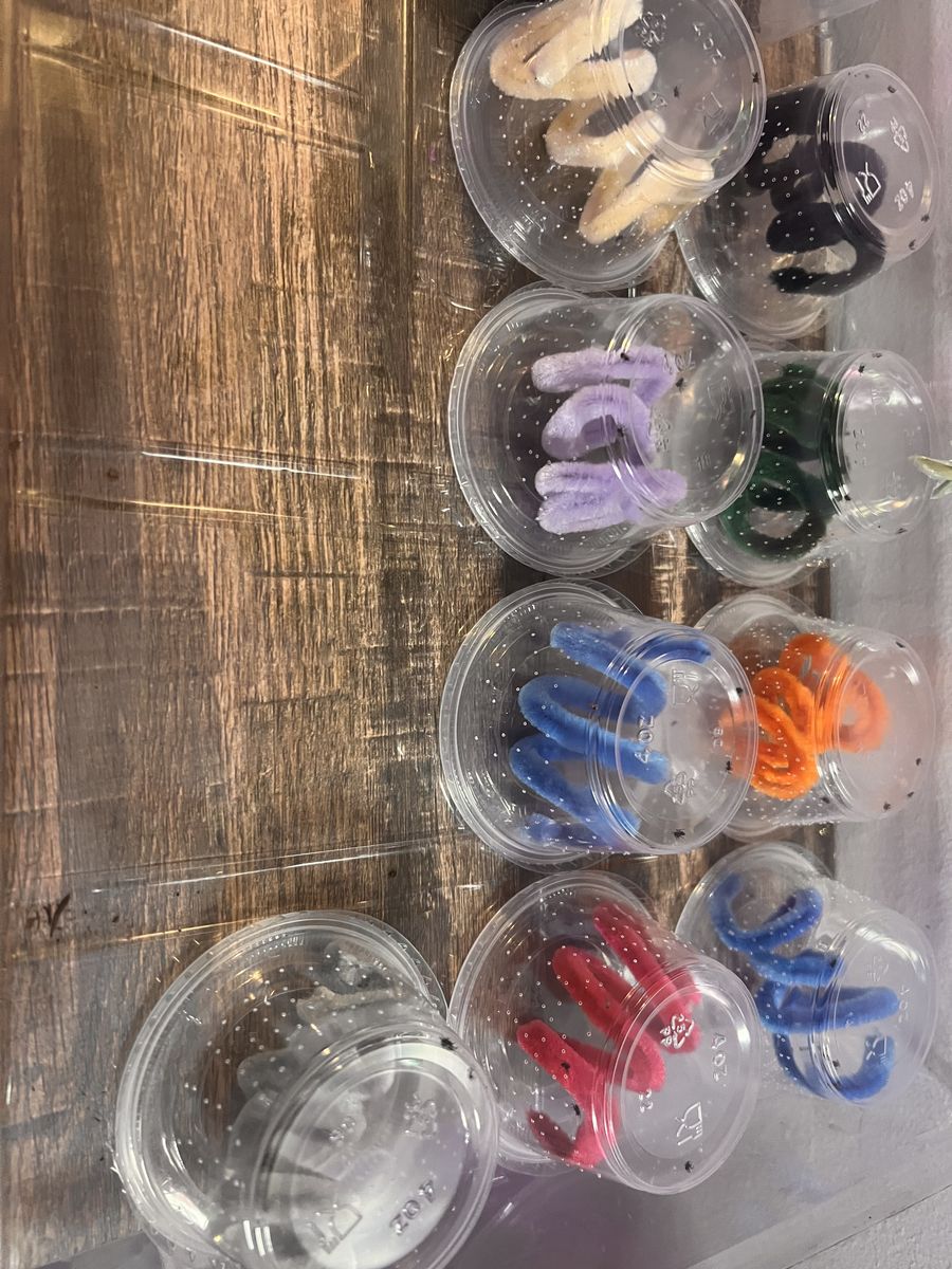 Regal Jumping spider slings