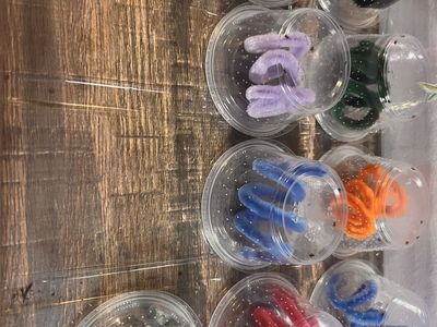 Regal Jumping spider slings