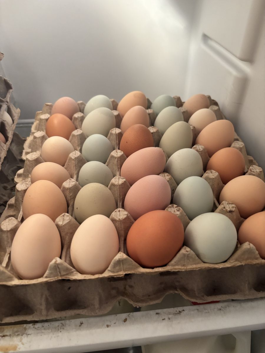 Eggs