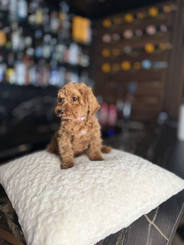 Gorgeous Tiny Goldendoodle Boy Puppy 12 Pounds