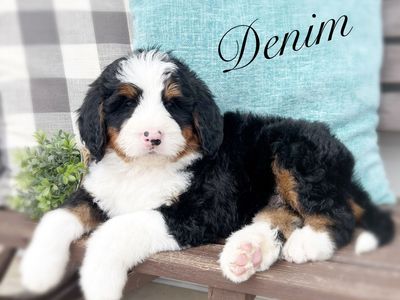 ULTRA BERNEDOODLES!!!