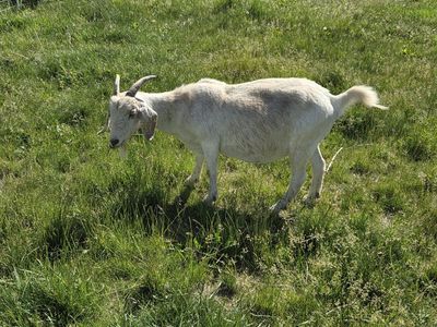 Boer/savanna cross doe