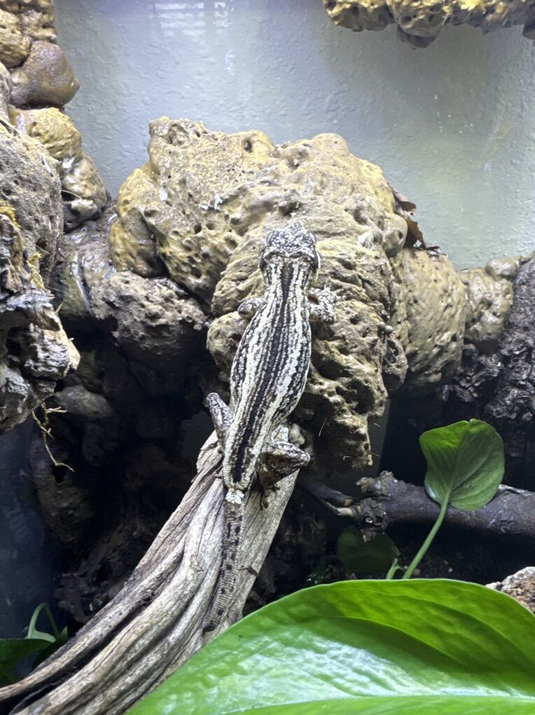 Gargoyle gecko
